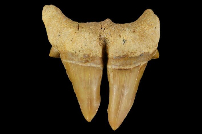 Pathological Otodus Shark Tooth - Split Blade #116710